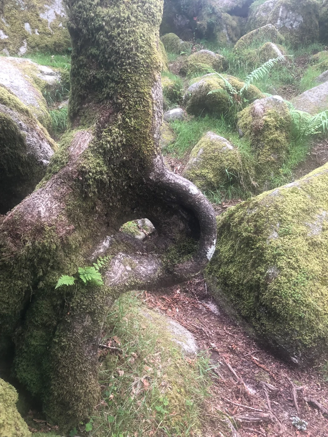 The Thorny Barrier