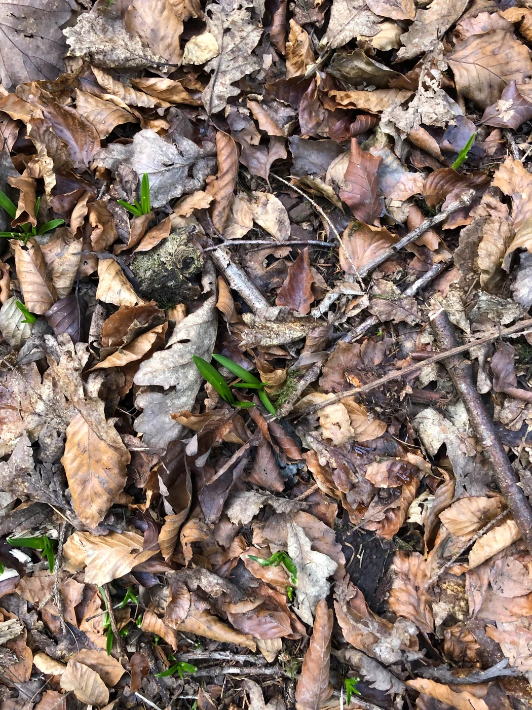 Approaching Growth