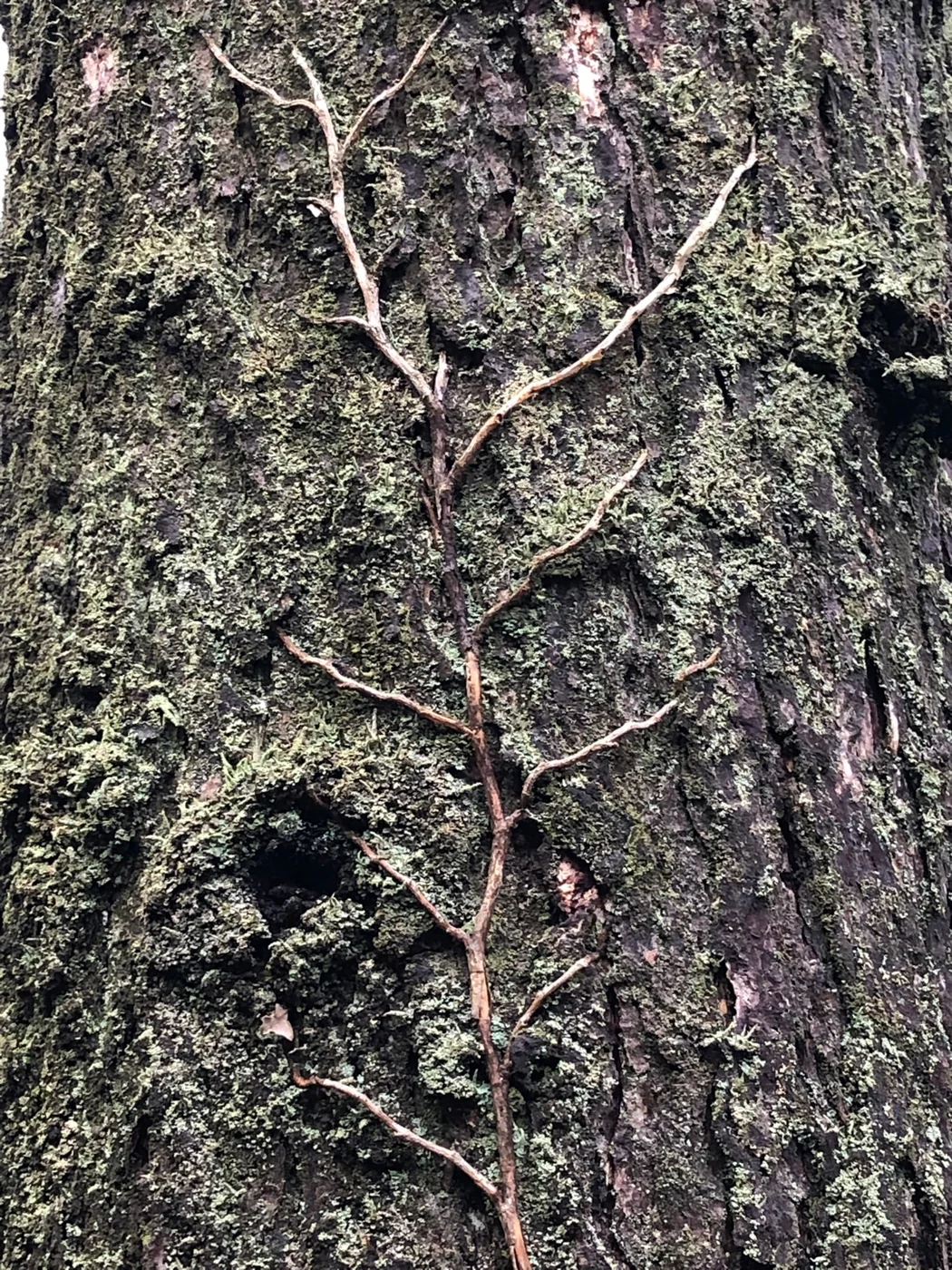 To the Core