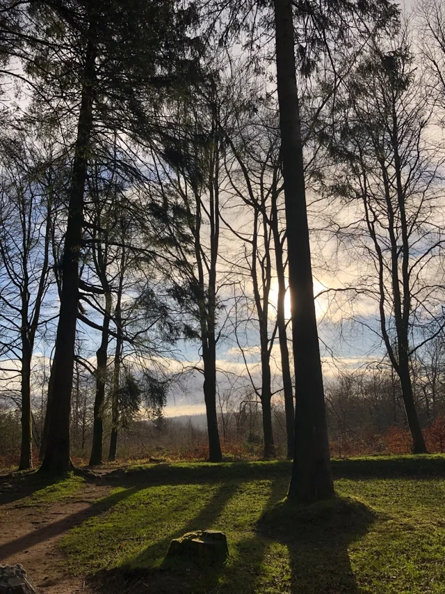 The Stripping Away of winter