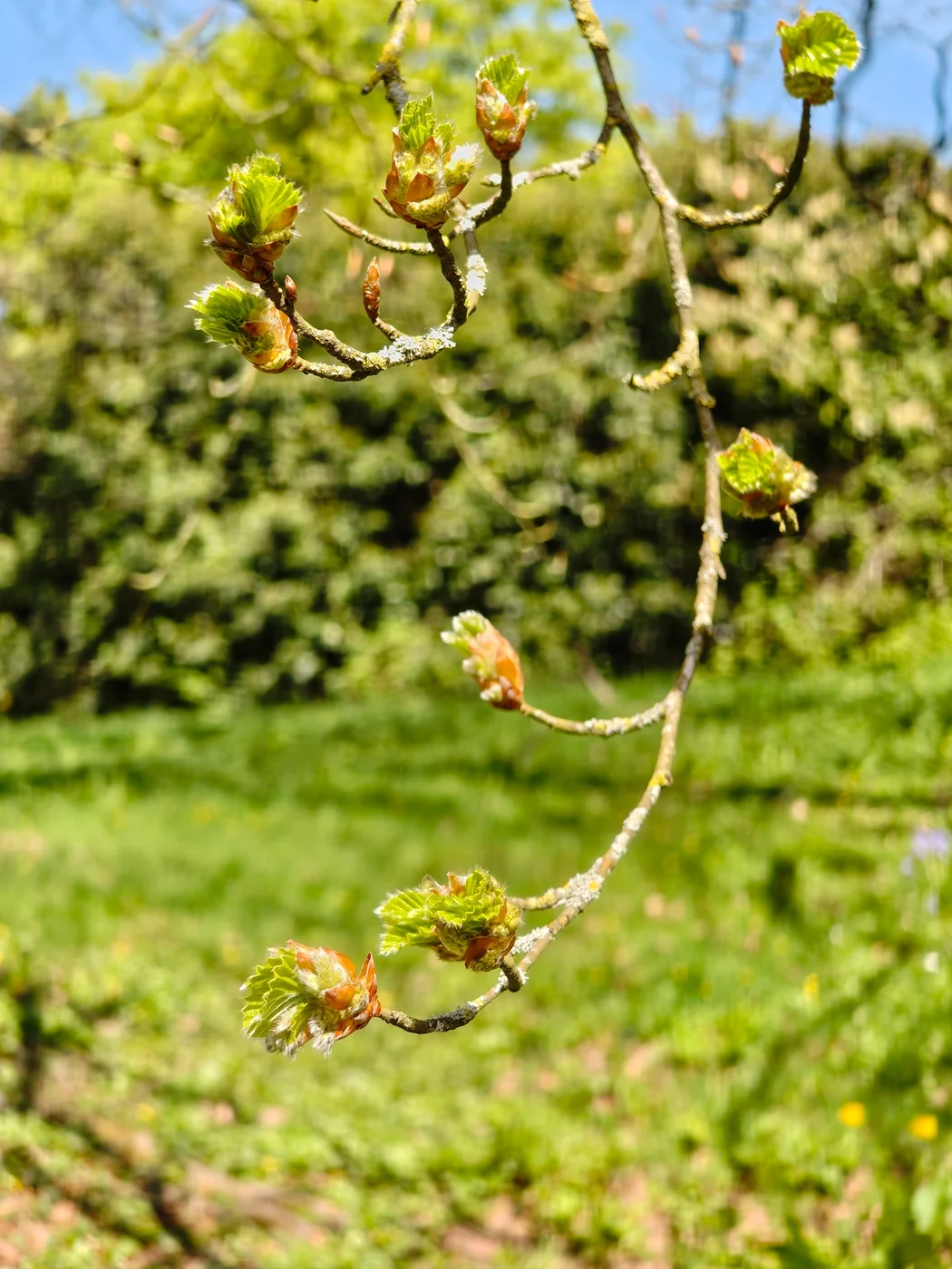 Spring